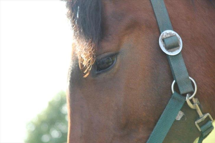 Pinto Lady Taupo (SOLGT) - flot øje :-) billede 14