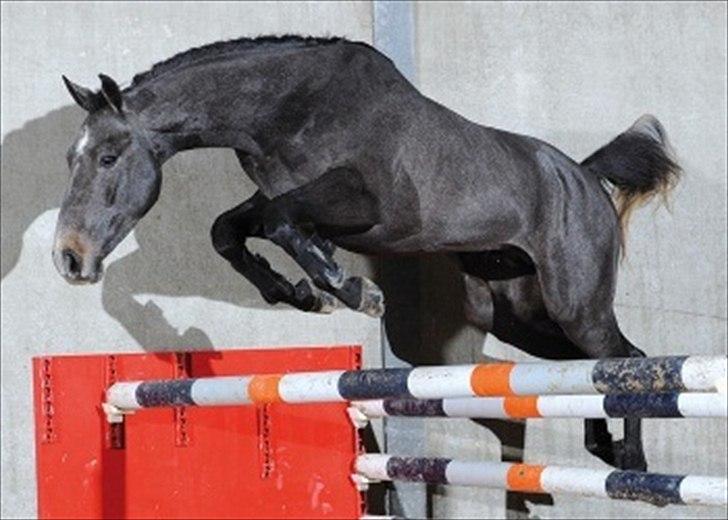 Holstener Lodenwijk l  (Ludwig) - Ludwig som 3 års, da han stadig var i belgien. billede 1