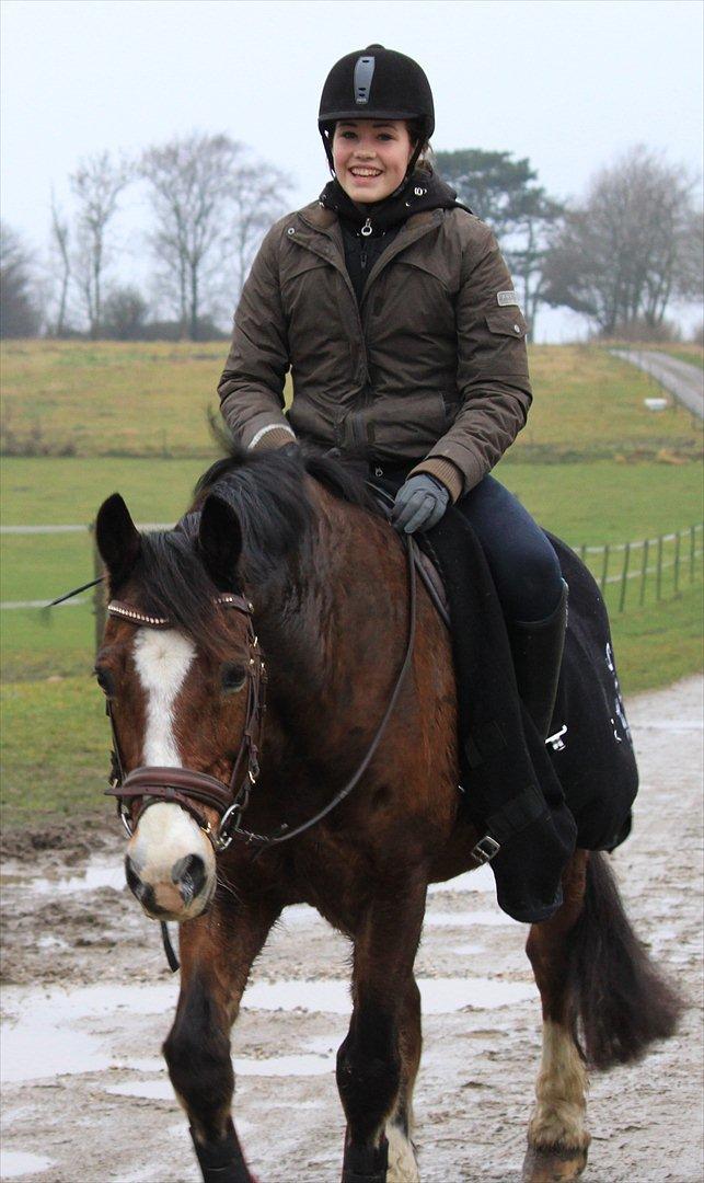 Welsh Cob (sec D) Dorthealyst Omikron - (9)
Omikron & mig billede 9