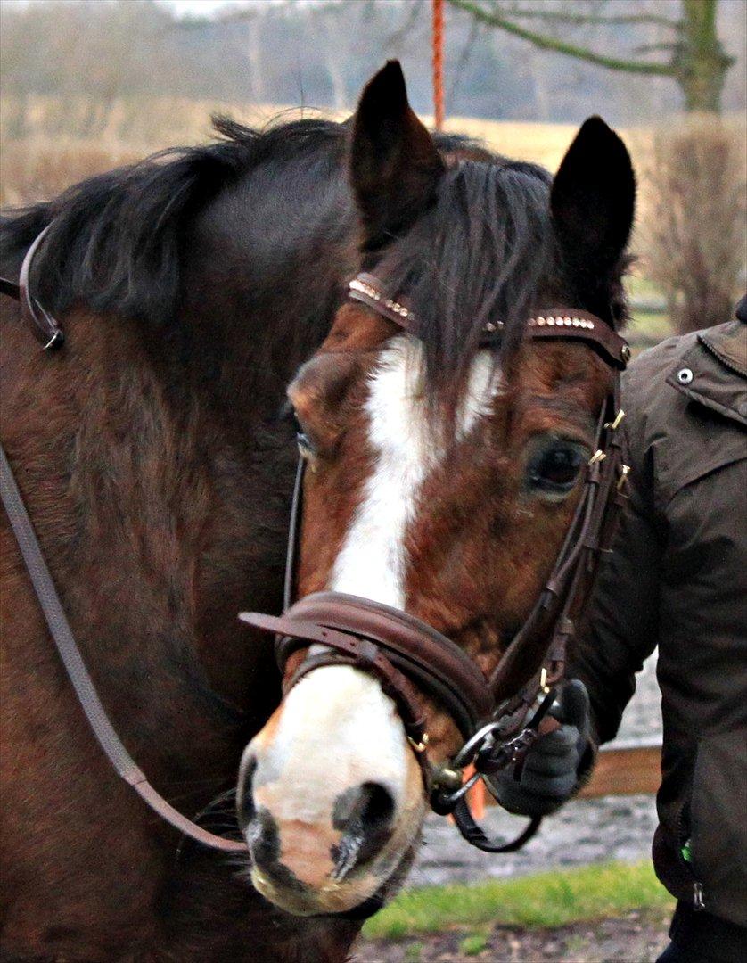 Welsh Cob (sec D) Dorthealyst Omikron - (10)
Omse :* billede 10