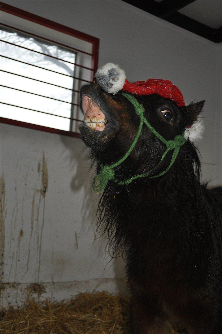 Shetlænder Bakkegaard's James *Jamie* - #9 Min lille grimme trold :D haha <3 Foto: Joseee :b billede 9