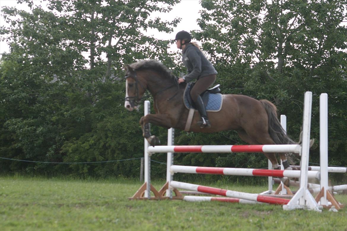 New Forest Tarzan billede 1