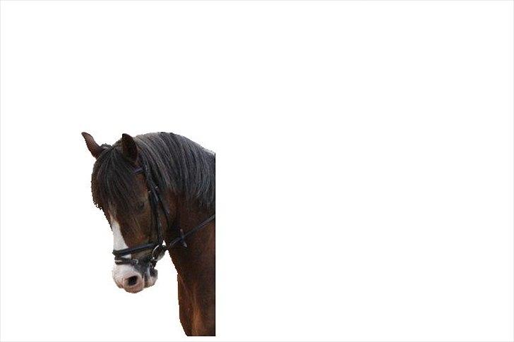 New Forest Tarzan billede 3