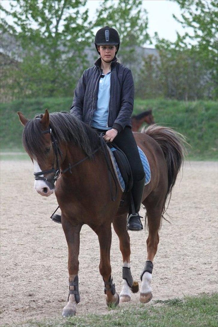 New Forest Tarzan billede 2