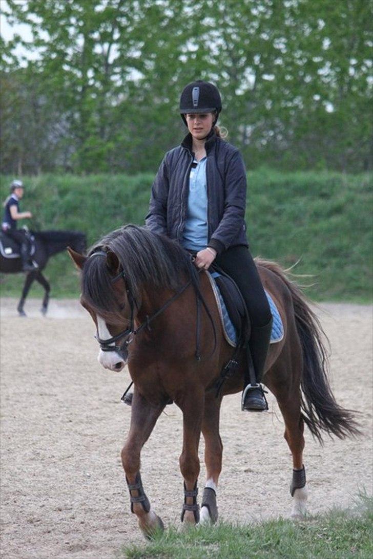 New Forest Tarzan billede 4