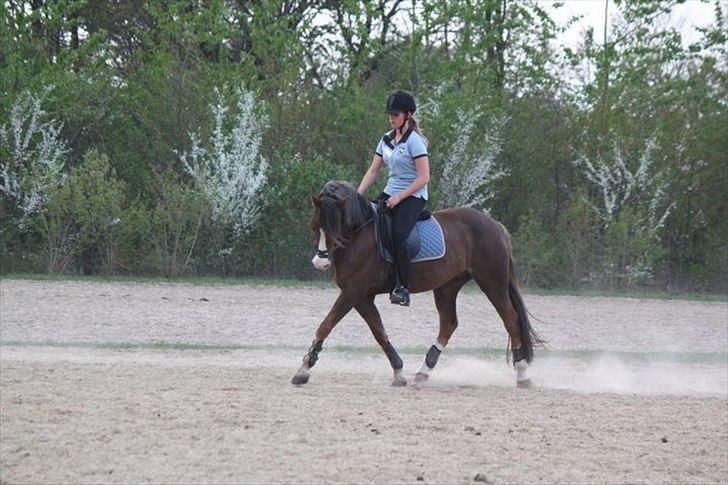 New Forest Tarzan billede 5