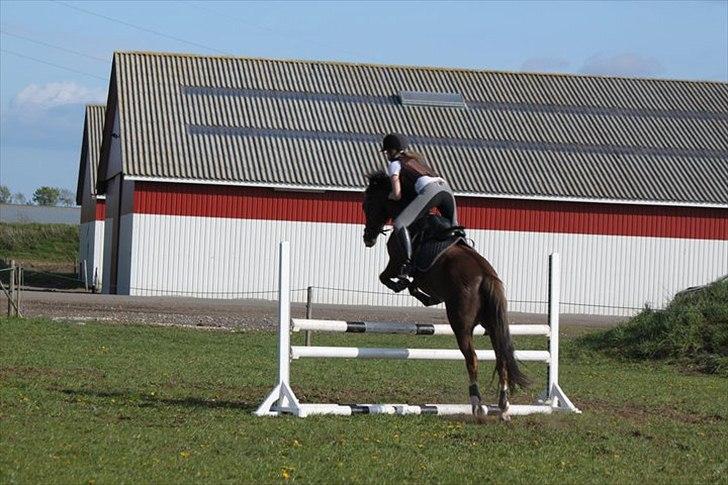 New Forest Tarzan billede 7