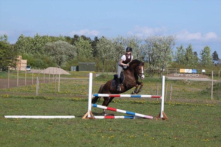 New Forest Tarzan billede 8