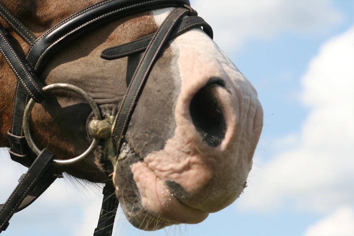 New Forest Tarzan billede 9