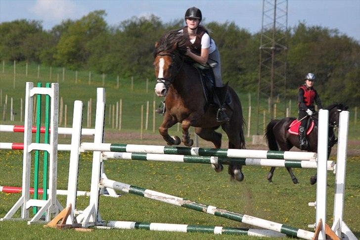 New Forest Tarzan billede 10