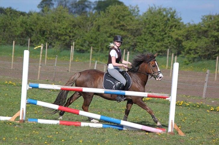 New Forest Tarzan billede 14