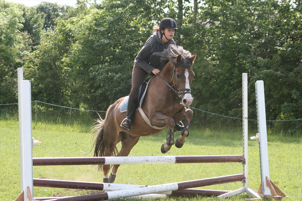 New Forest Tarzan billede 15