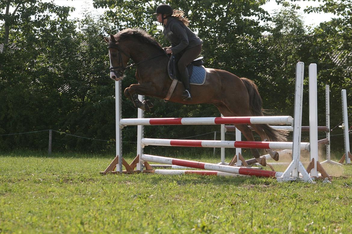 New Forest Tarzan billede 16