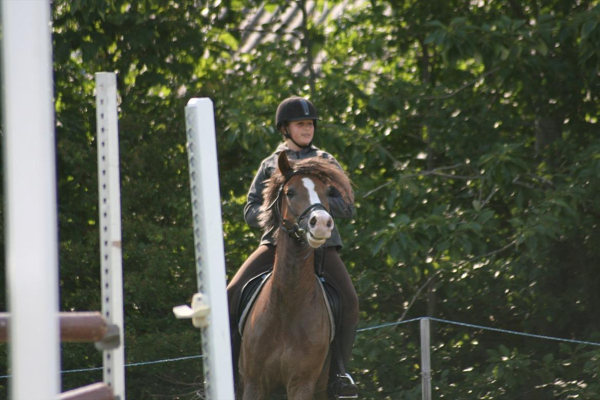 New Forest Tarzan billede 17