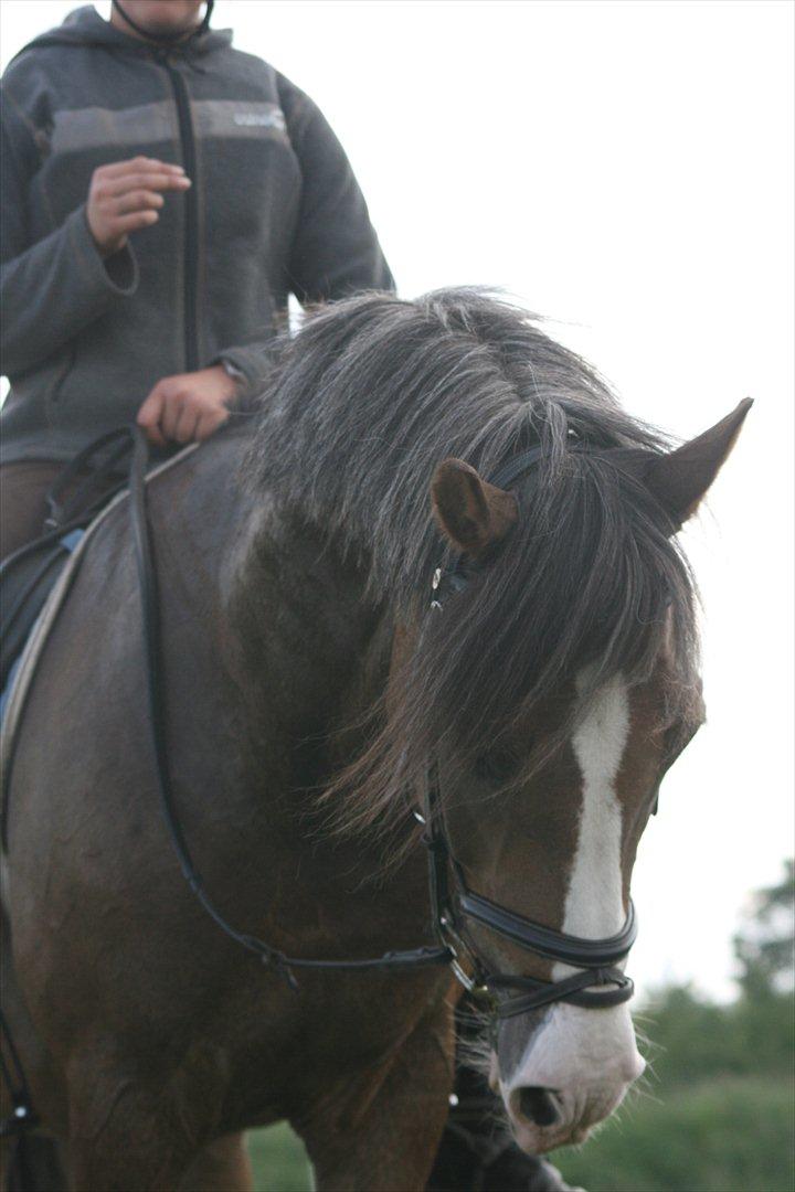 New Forest Tarzan billede 18