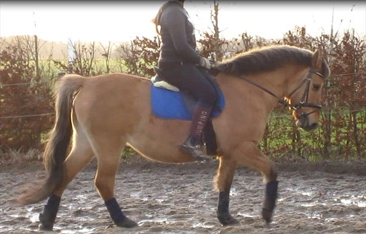 Anden særlig race Cajsa<3! *SOLGT :(* - Fokuser ikke på hvor du skal hen, men fokuser på hvor langt du er nået!
Rytter: Karoline billede 13