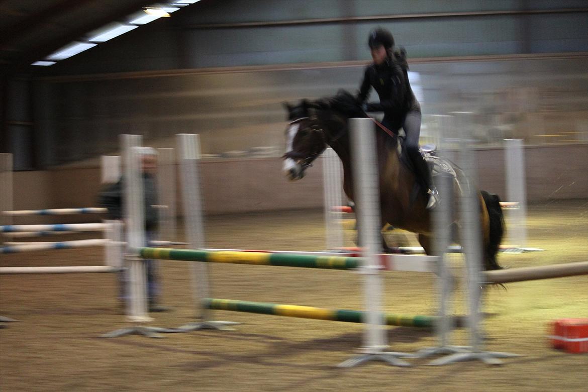 Welsh Cob (sec D) Dorthealyst Omikron - (12)mig og omse anden gang vi springer billede 12