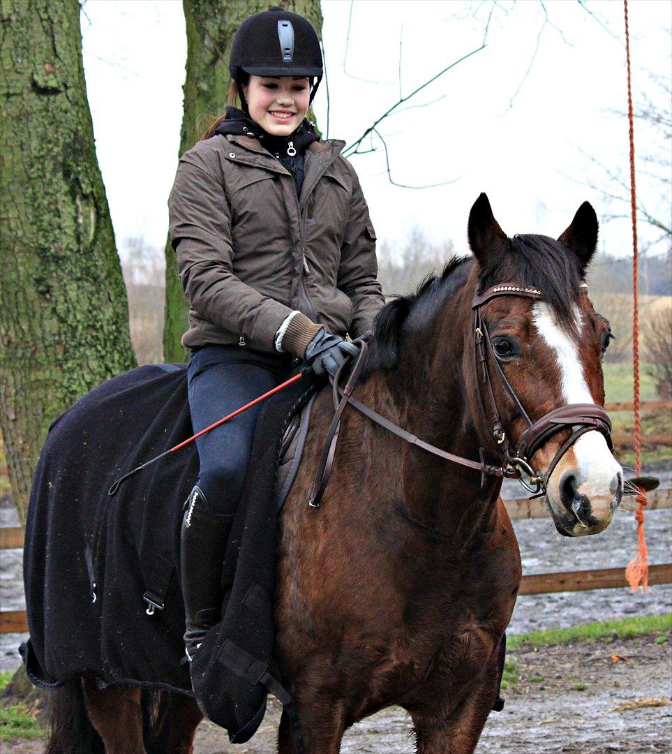 Welsh Cob (sec D) Dorthealyst Omikron - (13)
<3 billede 13