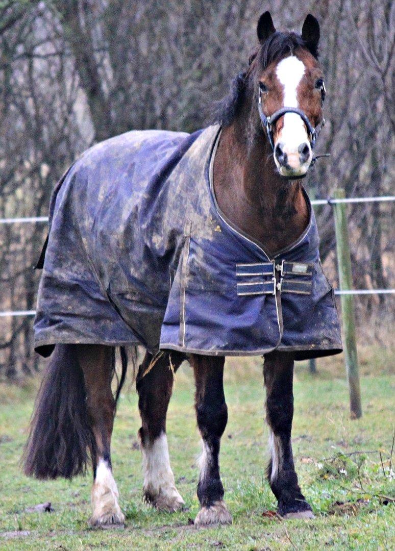 Welsh Cob (sec D) Dorthealyst Omikron - (16)
Oms billede 16