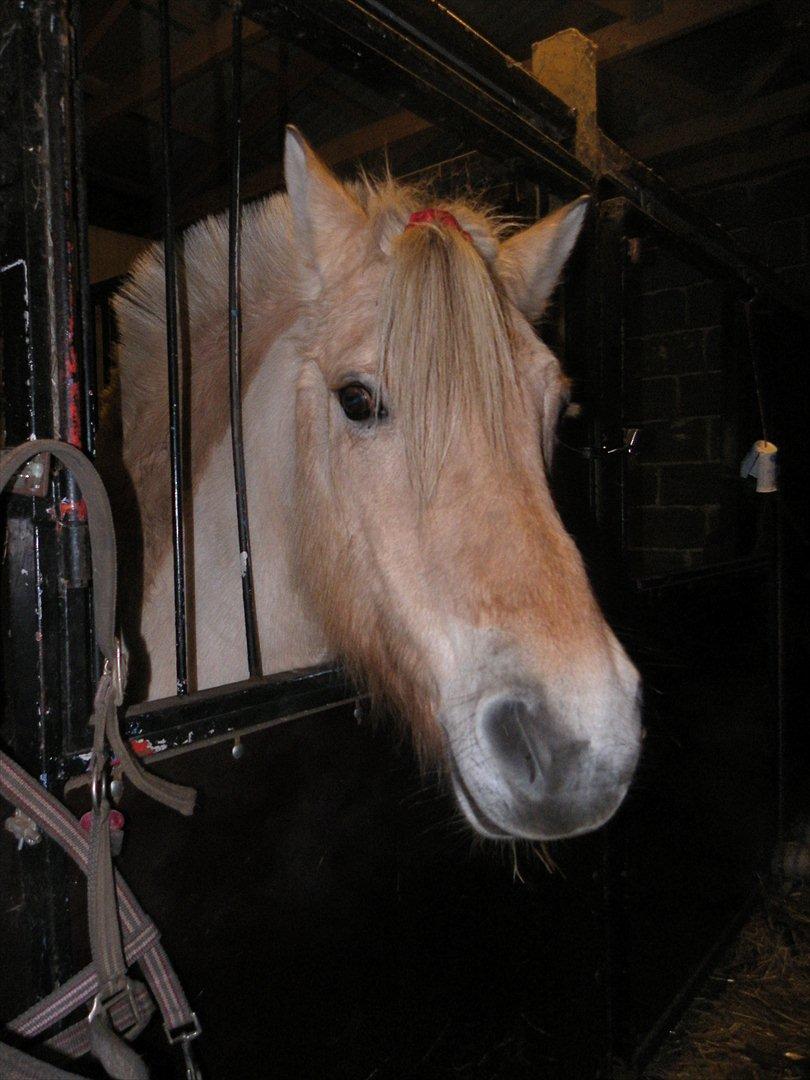 Fjordhest Polly R.I.P 2. Feb 2018 billede 19