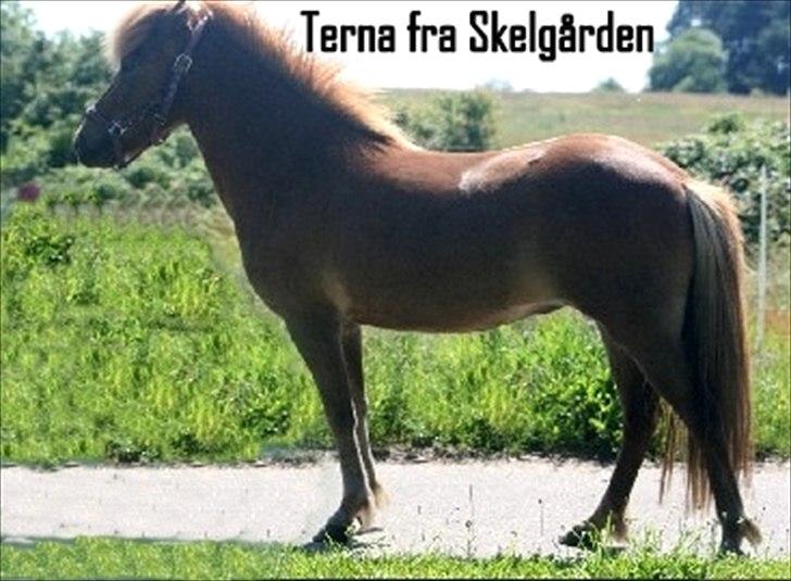 Islænder Terna fra Skelgården billede 12