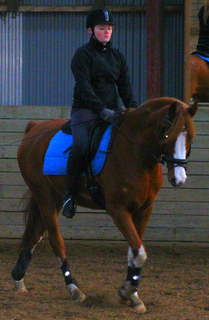 Anden særlig race Joep *SOLGT* - Var ude og besøge ham 4 måneder efter han blev solgt. Så dejligt at se ham igen :) billede 20