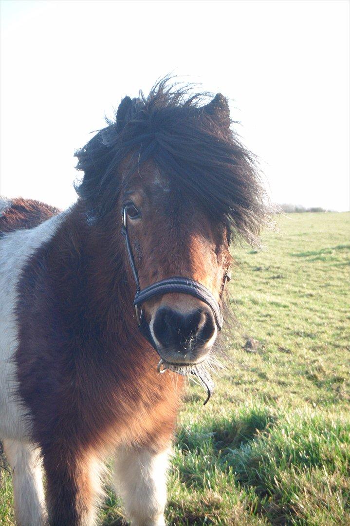 Shetlænder Perle - Man er vel en prinsesse :) billede 2