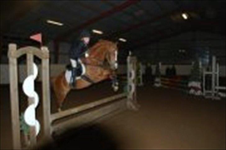 Tysk Sportspony Melonia N<3 billede 4