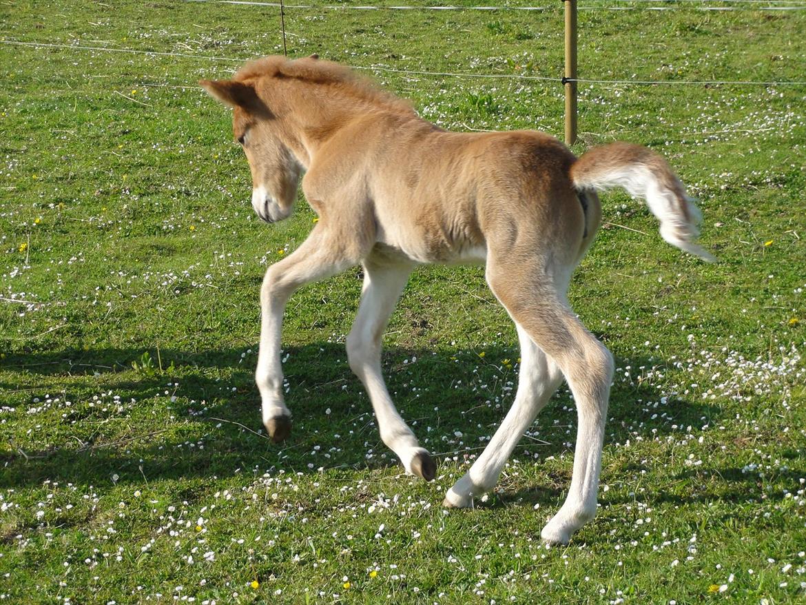 Islænder Madonna *Medina* fra Gridurholti - Dressur talent billede 10