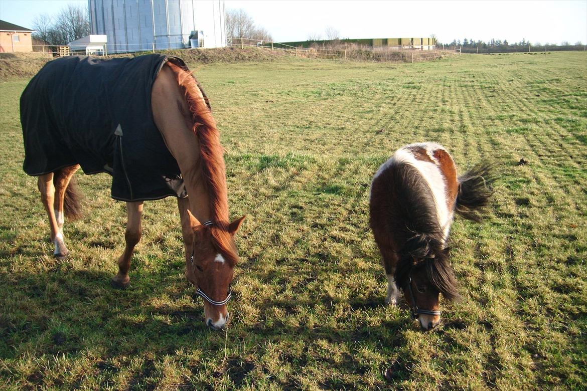 Shetlænder Perle - Simse og Perle :o) billede 15