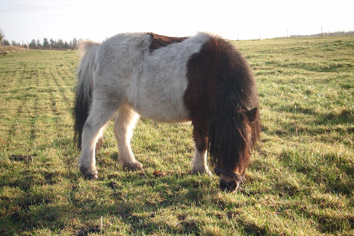 Shetlænder Perle - Græs skal der til, når man er en lille pony :) billede 16