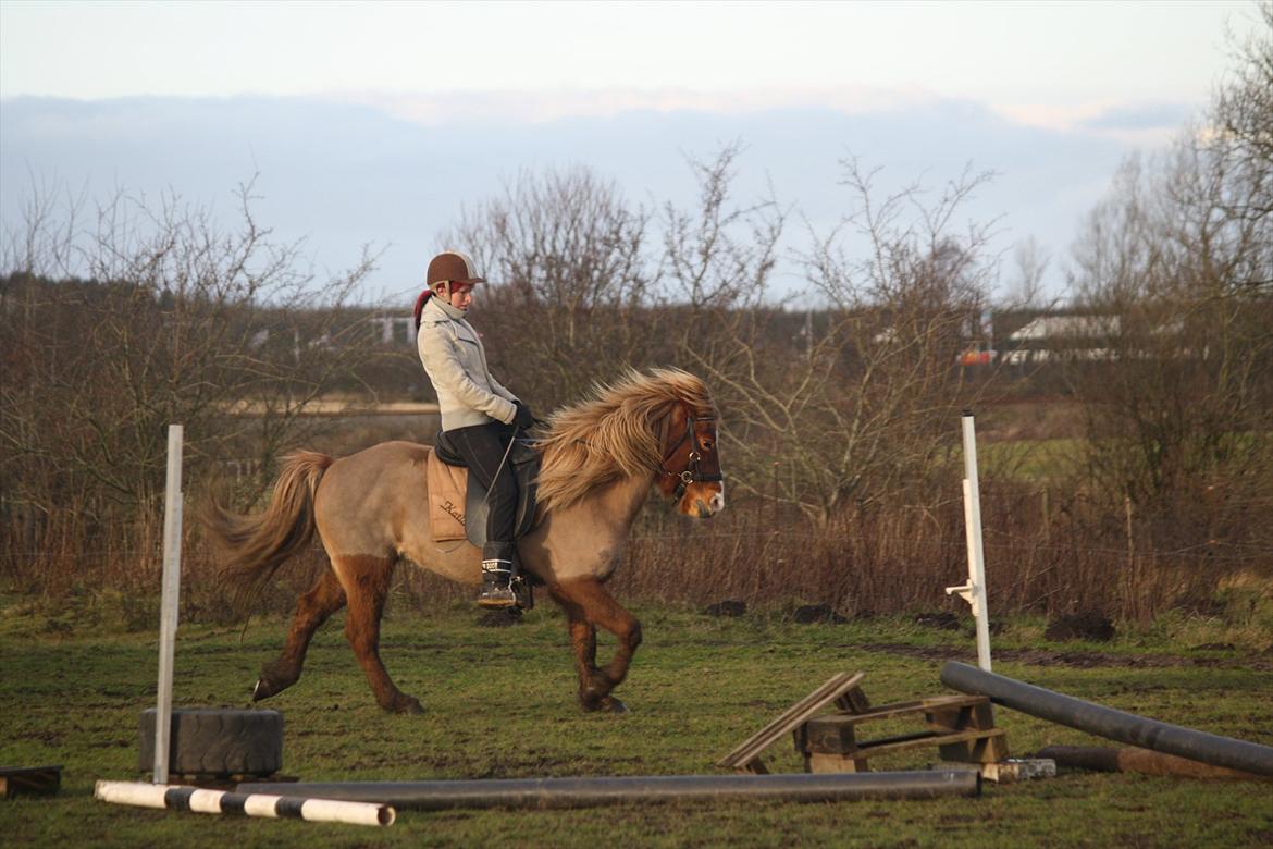 Islænder Katla fra Flintegården - Der forsøges at ride dressur ;) billede 6