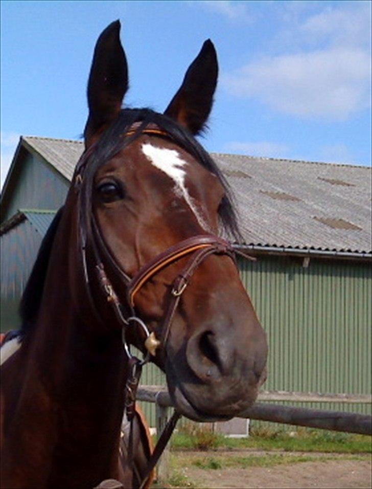 Anden særlig race Malpa  (SOLGT) billede 13