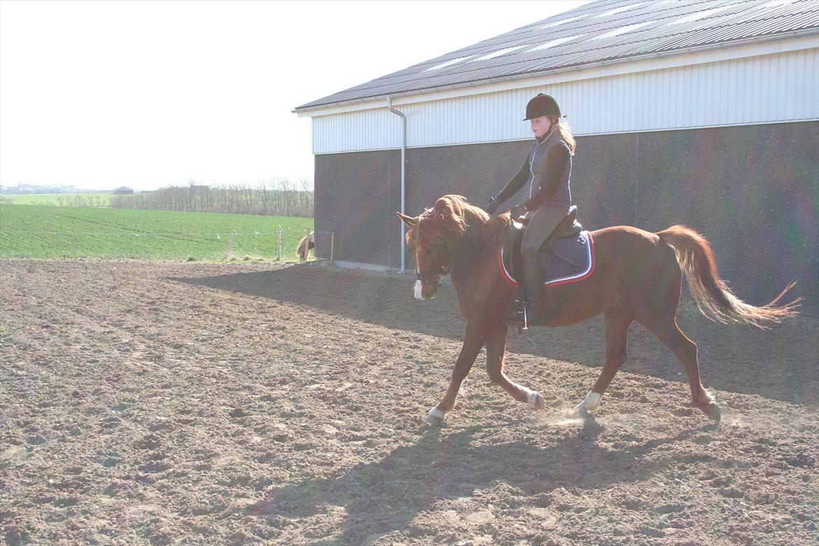 DSP Roxette billede 6