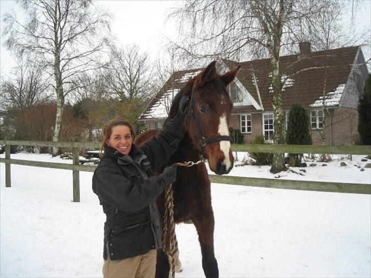 Dansk Varmblod Angels Envy - Velløv Mose, Randers - Feb 2010 billede 2