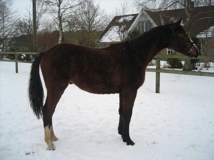 Dansk Varmblod Angels Envy - Velløv Mose, Randers - Feb 2010 billede 3