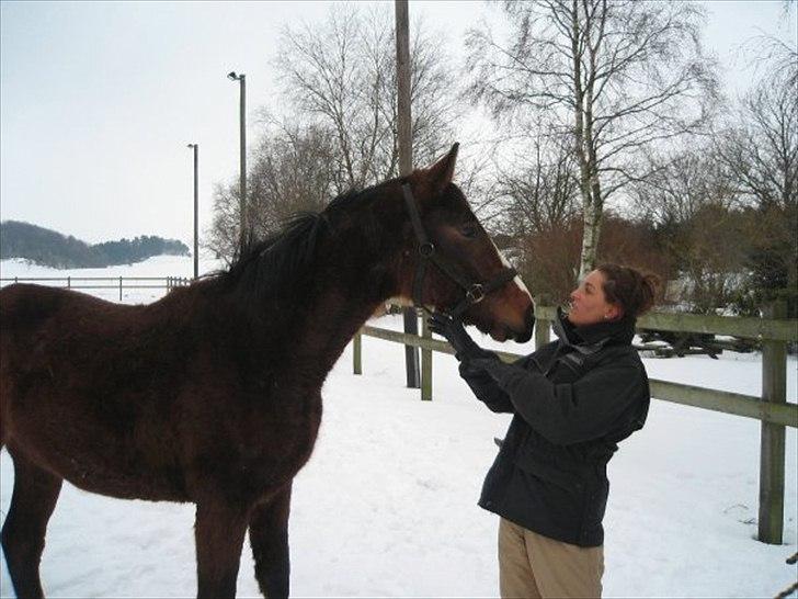 Dansk Varmblod Angels Envy - Velløv Mose, Randers - Feb 2010 billede 4