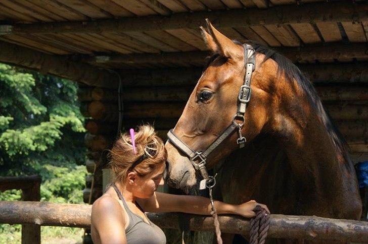 Dansk Varmblod Angels Envy - Vridsløsemagle, August 2010 billede 5