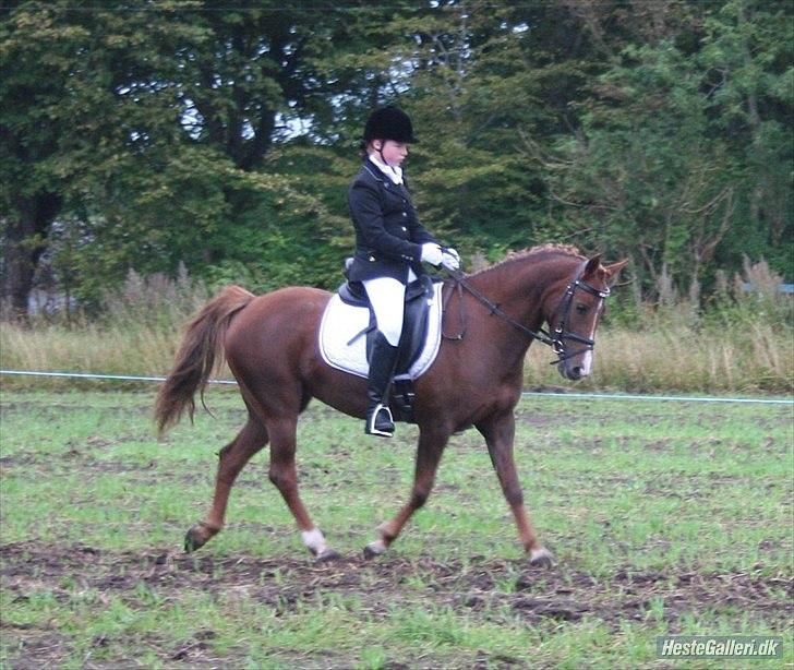 DSP Roxette billede 9