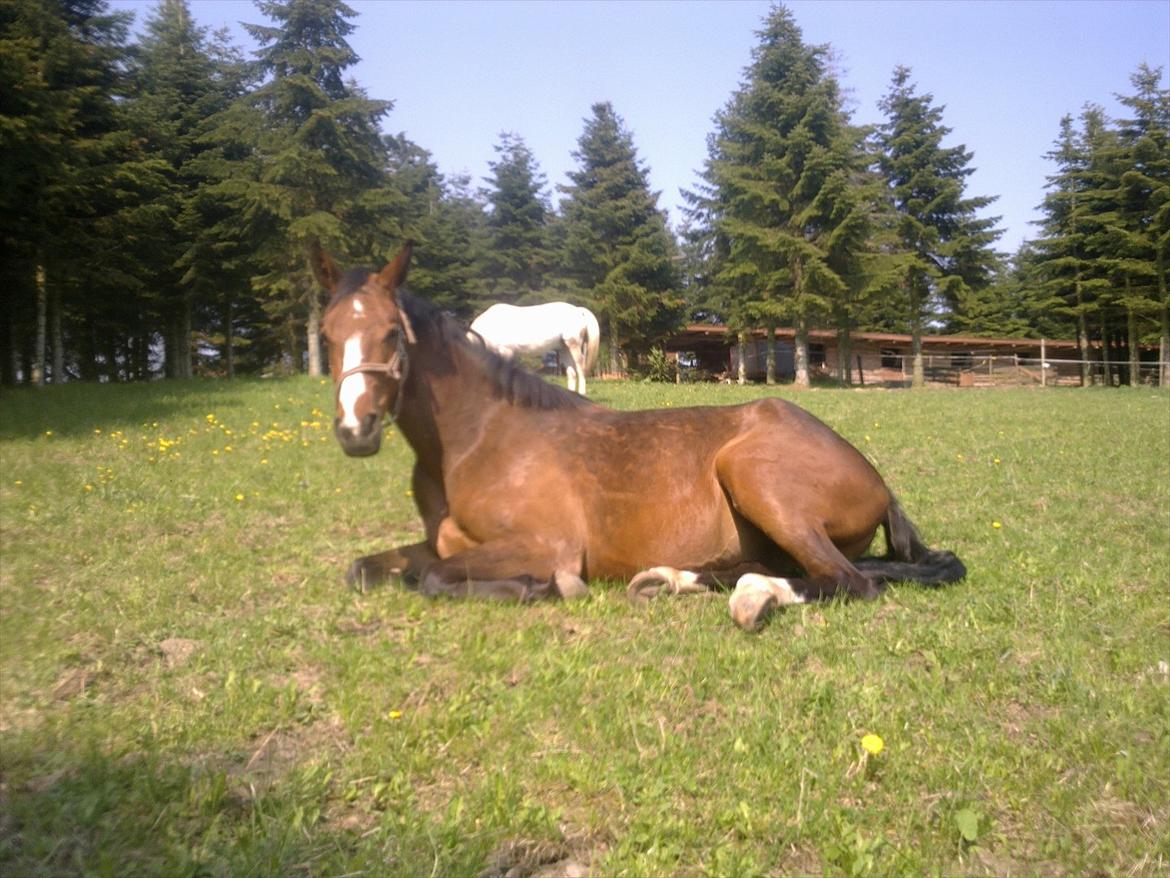 Dansk Varmblod Angels Envy - Vridsløsemagle, Juni 2011 billede 7