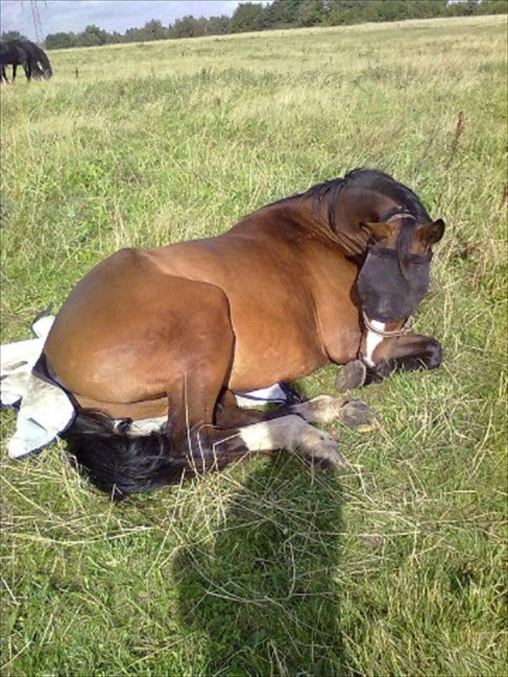 Dansk Varmblod Angels Envy - Vridsløsemagle, Juni 2011 billede 1