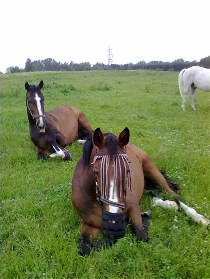 Dansk Varmblod Angels Envy - Vridsløsemagle, Juni 2011 billede 8