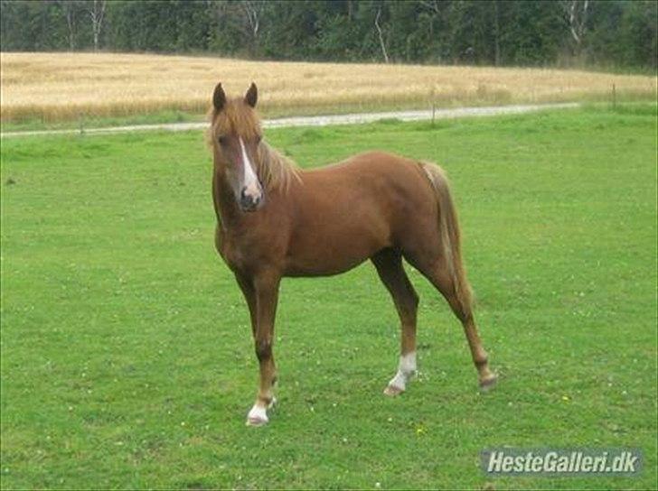 DSP Roxette - Roxette som følle bølle billede 13