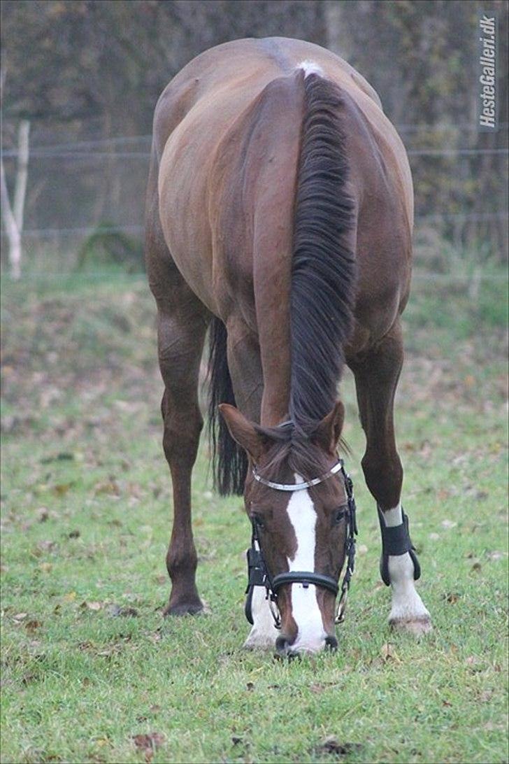 DSP Hope - 2011 billede 2