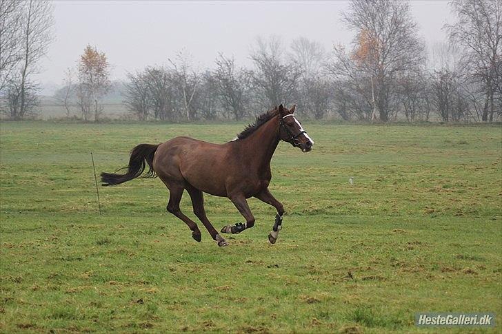 DSP Hope - 2011 billede 9