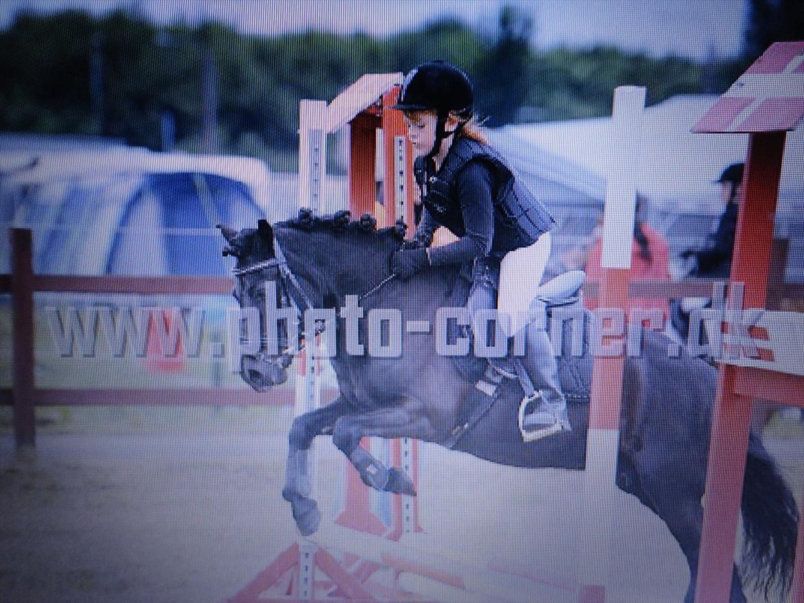 Welsh Pony (sec B) Papaya *R.I.P* - Til ponyugen:-* Taget fra mobil på min pc! :) billede 13