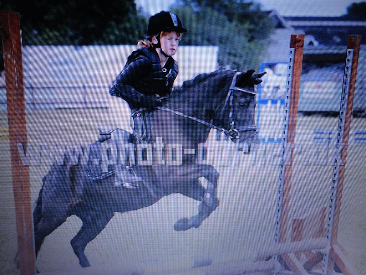 Welsh Pony (sec B) Papaya *R.I.P* - Når enden er god, er alting godt <3 billede 14