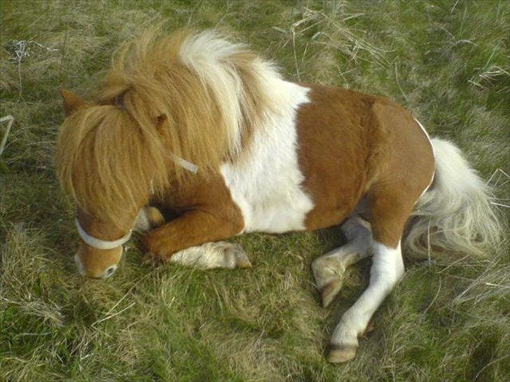 Shetlænder Zafir (solgt) billede 15