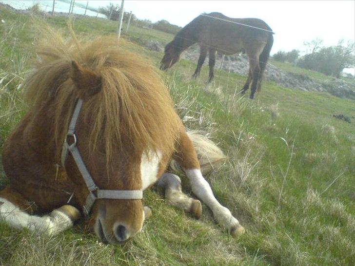 Shetlænder Zafir (solgt) billede 16