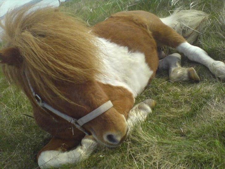 Shetlænder Zafir (solgt) billede 17